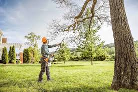 Best Root Management and Removal  in Allendale, CA