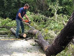 How Our Tree Care Process Works  in  Allendale, CA