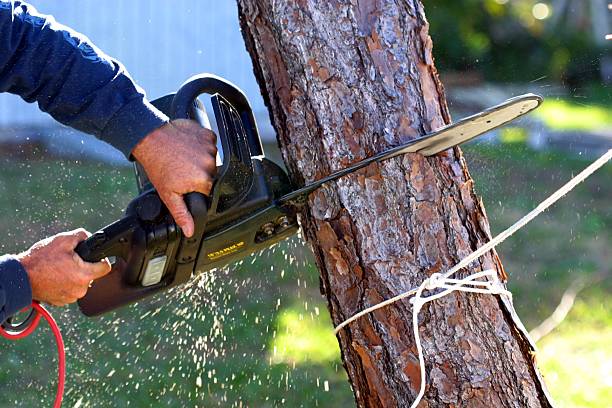 Best Storm Damage Tree Cleanup  in Allendale, CA