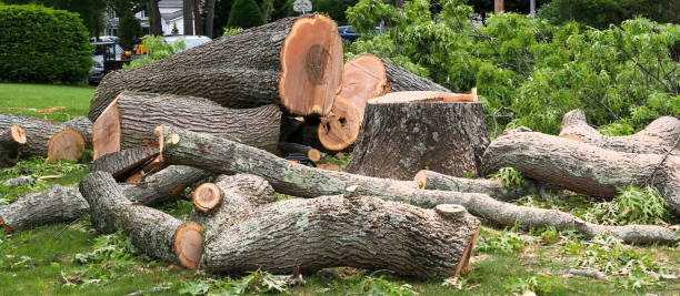  Allendale, CA Tree Care Pros