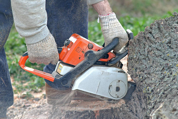 Best Tree Trimming and Pruning  in Allendale, CA