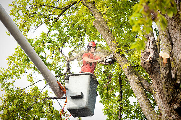 Best Tree Maintenance Programs  in Allendale, CA