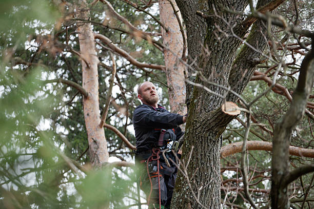 Best Pest Control for Lawns  in Allendale, CA
