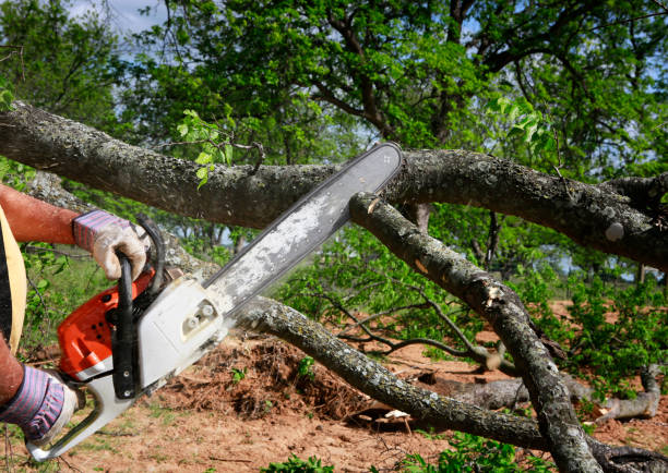 Reliable Allendale, CA Tree Care Solutions